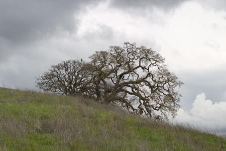 twotreeshawkclouds